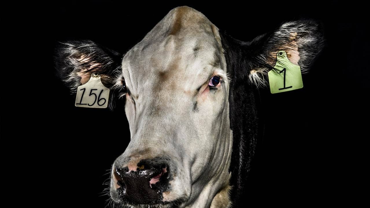 A more humane livestock industry, brought to you by crispr
