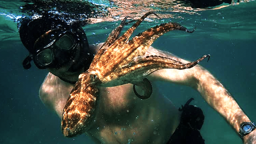 My Octopus Teacher